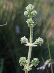 Teucrium eriocephalum