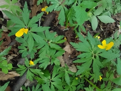 Anemone ranunculoides, photograph Maria Galkina, CC BY, iNaturalist via GBIF
