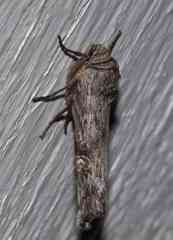 Lithomoia germana
