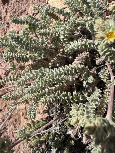 Image of Ivesia rhypara by no rights reserved