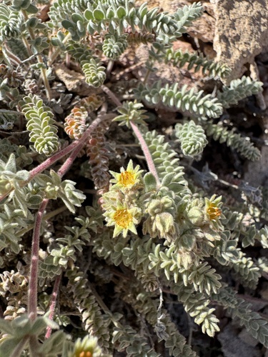 Image of Ivesia rhypara by no rights reserved