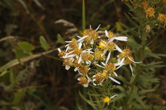 Galatella biflora