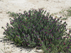 Echium sabulicola decipiens