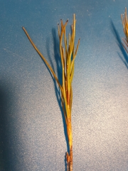 Dracophyllum oliveri