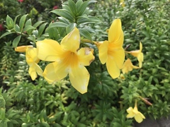 Allamanda