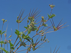 Erodium neuradifolium