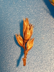 Dracophyllum oliveri