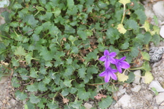 Campanula poscharskyana