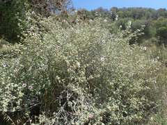 Malva subovata