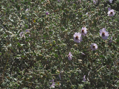 Malva subovata