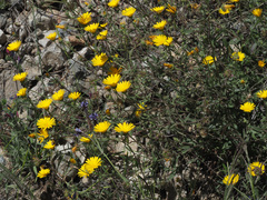 Calendula suffruticosa