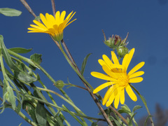 Calendula suffruticosa