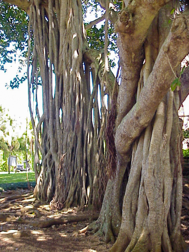 Ficus bengalensis iNat (3)