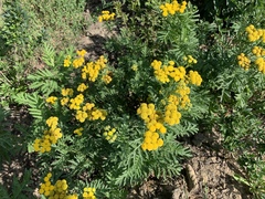 Tanacetum vulgare