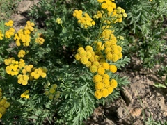 Tanacetum vulgare