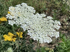 Daucus carota