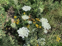 Daucus carota