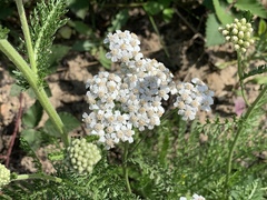 Achillea millefolium