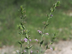 Micromeria graeca
