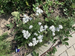 Achillea millefolium