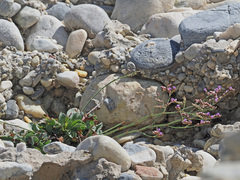 Limonium malacitanum
