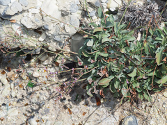 Limonium malacitanum