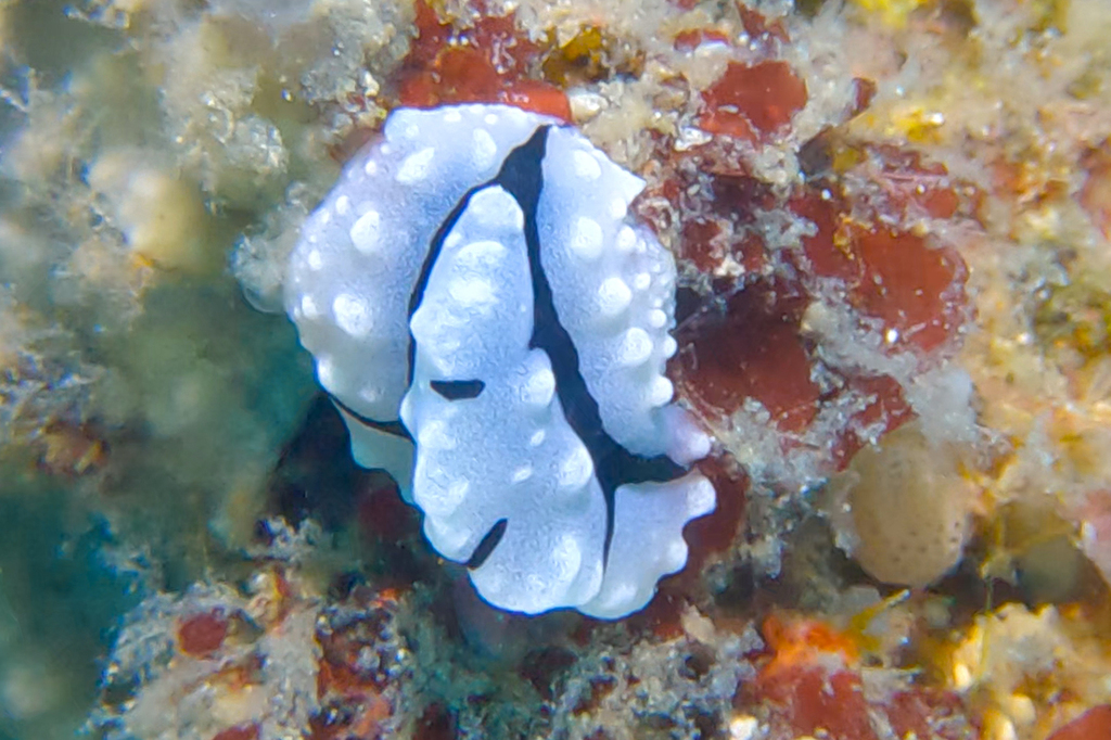 Crested Wart Slug