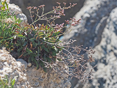 Limonium malacitanum