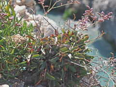 Limonium malacitanum