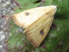 Rivula sericealis