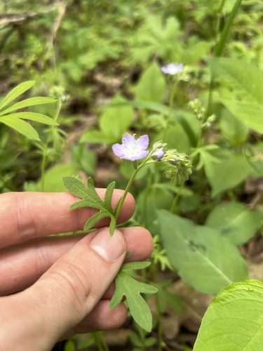Brand's phacelia (Phacelia gilioides)