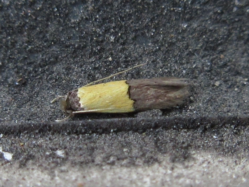 Opogona thiadelpha