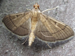 Bradina geminalis