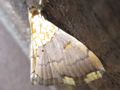 Agrotera nemoralis