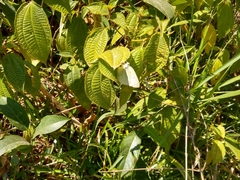 Catopsilia thauruma