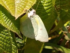 Catopsilia thauruma