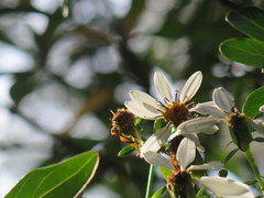 Brachyglottis kirkii