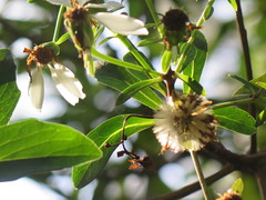 Brachyglottis kirkii