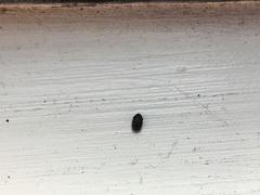 Anthrenocerus australis