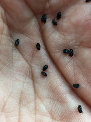 Anthrenocerus australis