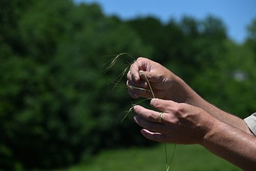 Image of Nassella leucotricha by no rights reserved