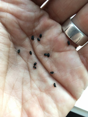 Anthrenocerus australis