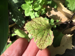 Puccinia lapsanae