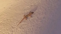 Hemidactylus frenatus