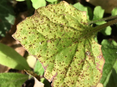 Puccinia lapsanae