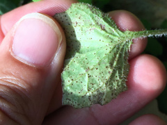 Puccinia lapsanae