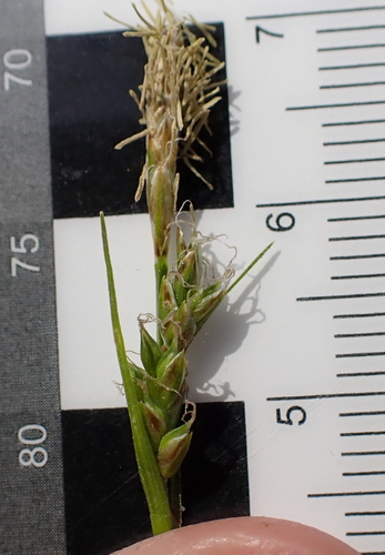 Image of Carex communis by (c) Steven Lamonde, some rights reserved (CC BY)