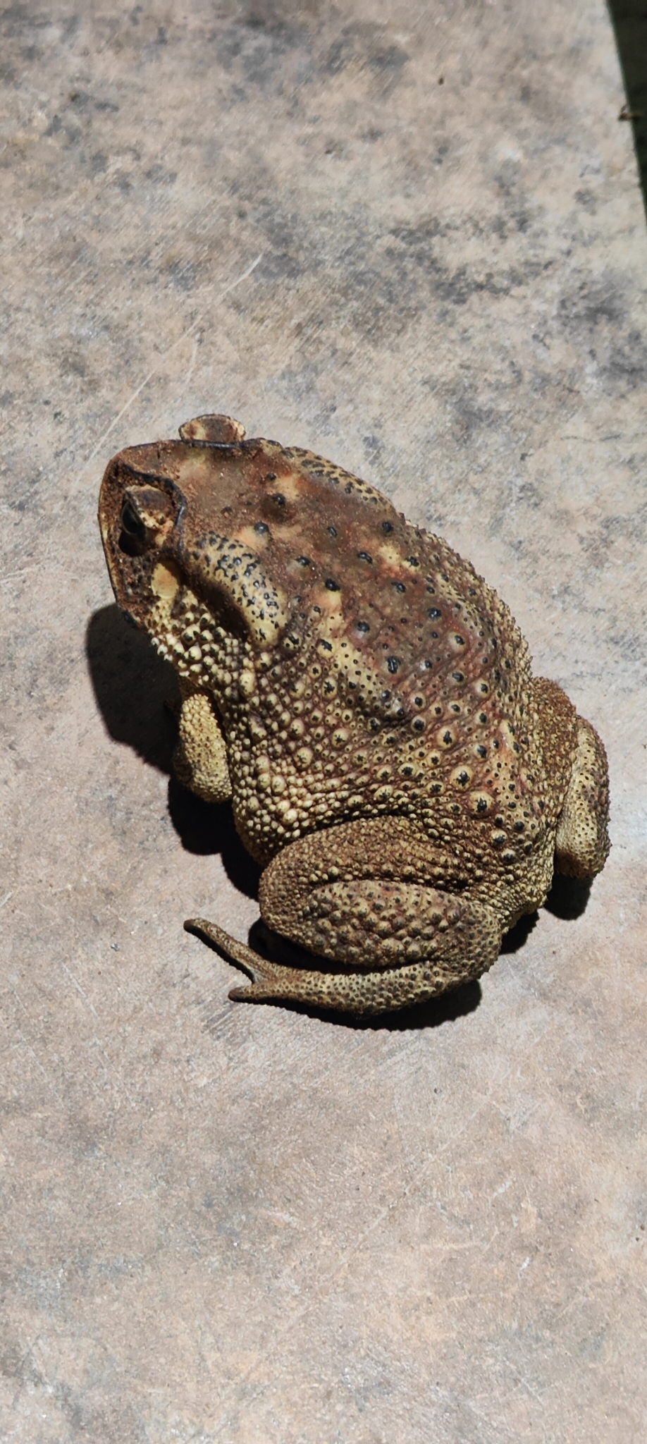 Indian Common True Toad
