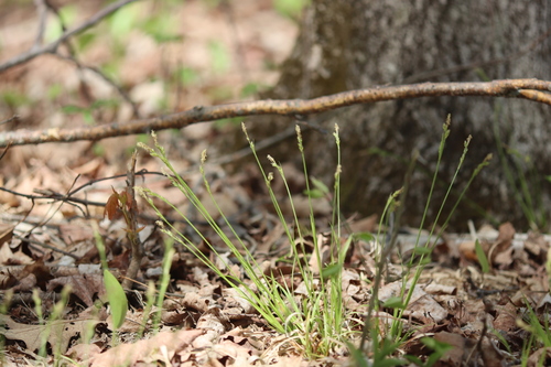Image of Carex communis by (c) Steven Lamonde, some rights reserved (CC BY)