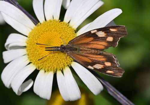 American Snout